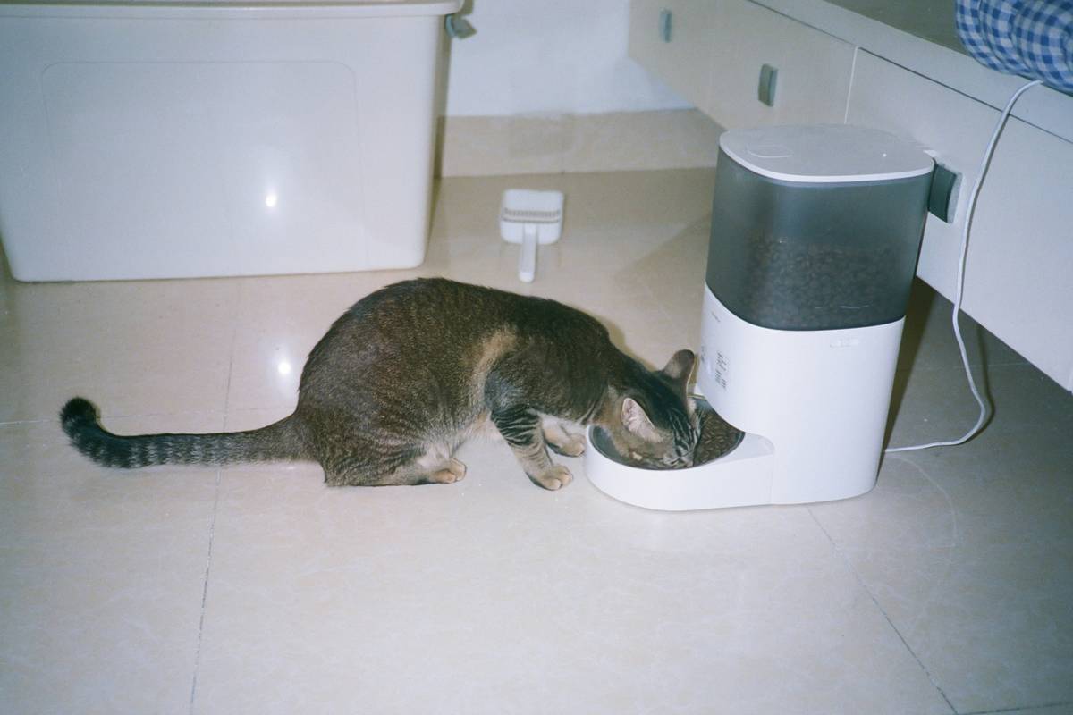 A frustrated dog owner holding incompatible phone next to a smart pet toy