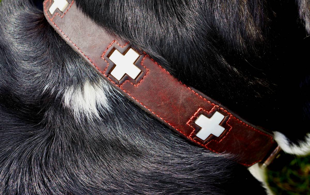 A person pairing a smartphone with a pet toy using bluetooth settings.