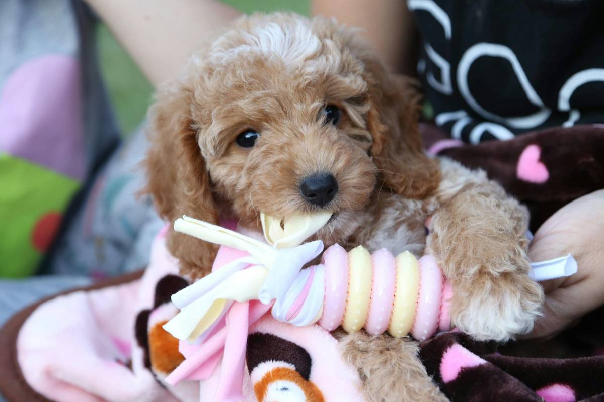Dog playing safely with a toy featuring an emergency unlock mechanism