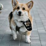 Secure Lock Protocols: The Ultimate Guide to Pet Toys & Accessories You Can Trust