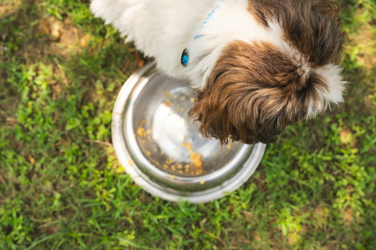 A close-up image showing a pet toy's auto-lock timer control panel.