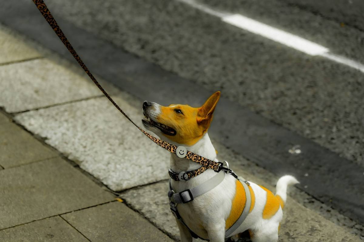 Remote Firmware Updates: The Secret to Keeping Your Pet Toys & Accessories Running Smoothly