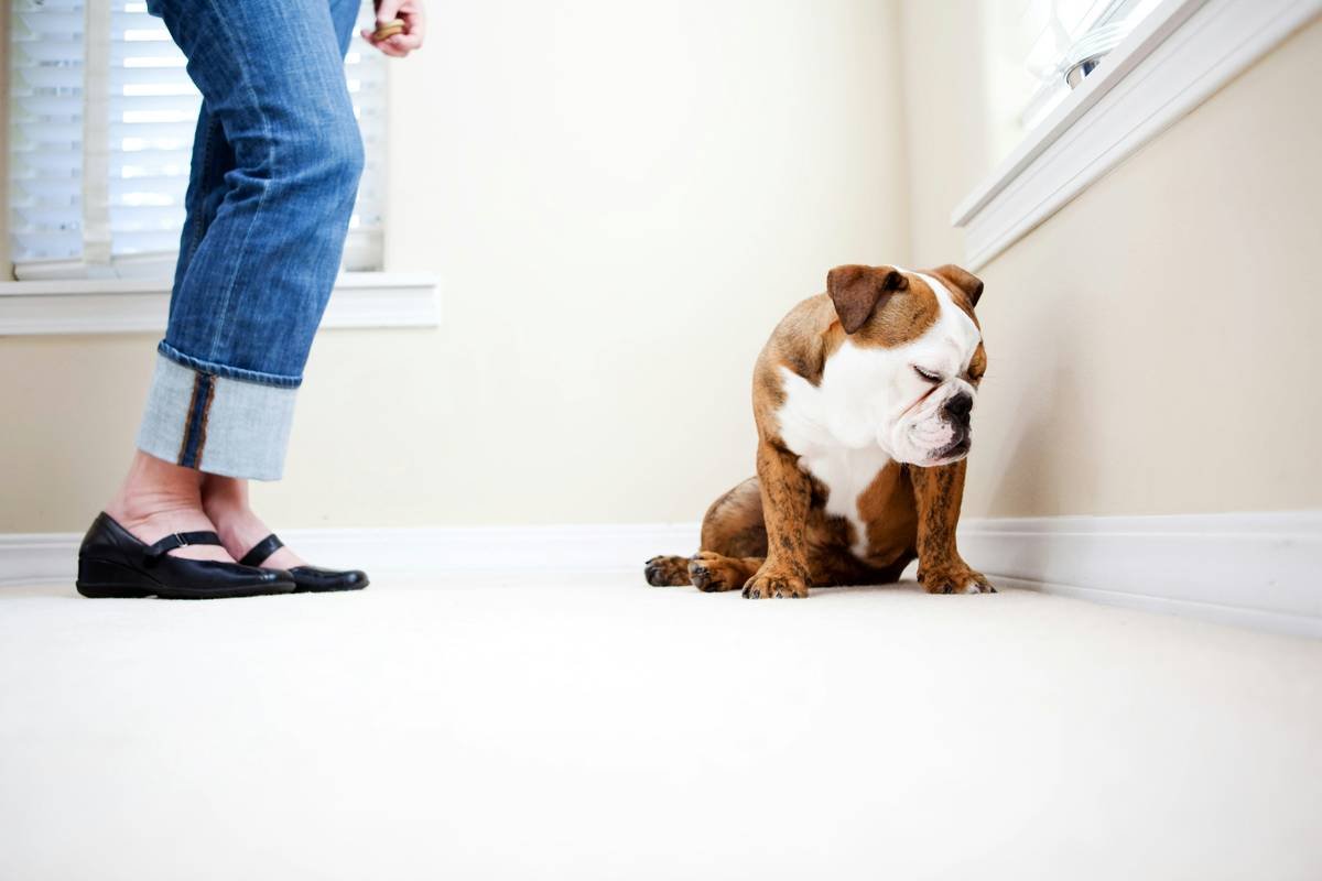 Bar chart showing 68% of pet owners reported smart toy failures due to OS incompatibility; only 22% had manual override options. Source: Packaged Facts 2023.