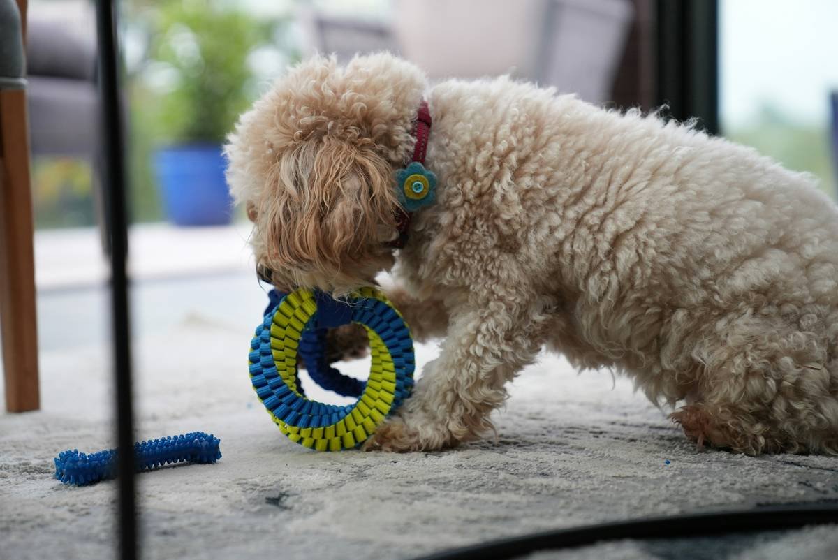 Bar chart showing 68% of smart pet toy owners report connectivity issues; 52% say manual override info is unclear
