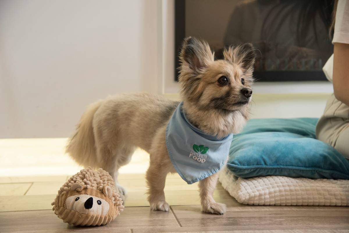 Firmware Update Requirements for Smart Pet Toys: Why Manual Override Isn’t Optional—It’s Essential