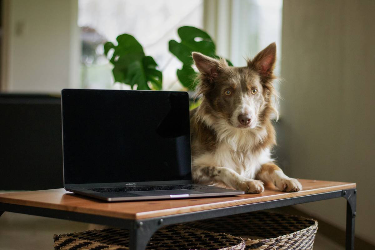 Infographic showing three disconnected pet tech apps: camera, feeder, GPS collar—with red Xs between them and a stressed dog in the center.