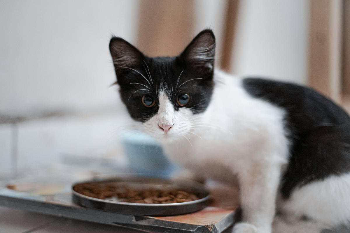 Lock Status Indicators: Why Your Pet’s Smart Collar or Feeder Should Never Leave You Guessing