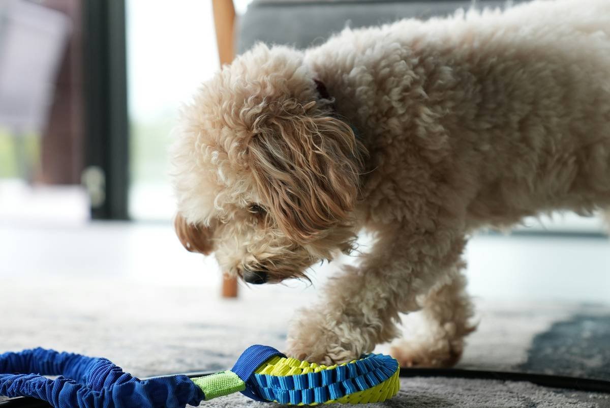 Remote Pet Toys: Why Manual Override Isn’t Just a Backup—It’s a Lifesaver