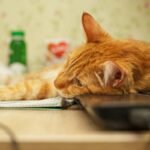 Remote Troubleshooting for Smart Pet Toys: What to Do When Tech Fails Your Furry Friend