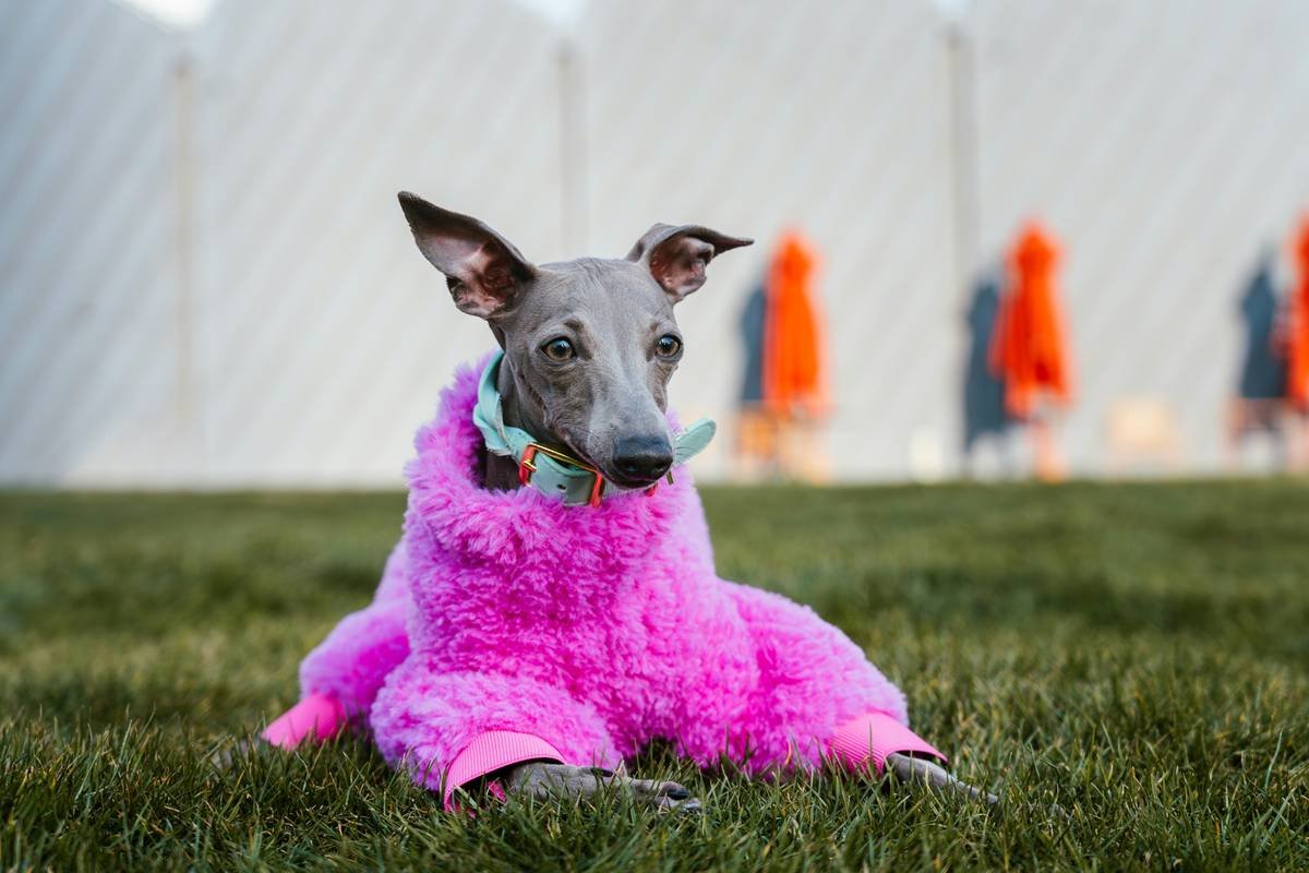 Smart Pet Compatibility: Why Manual Override Isn’t Just a Backup—It’s Essential