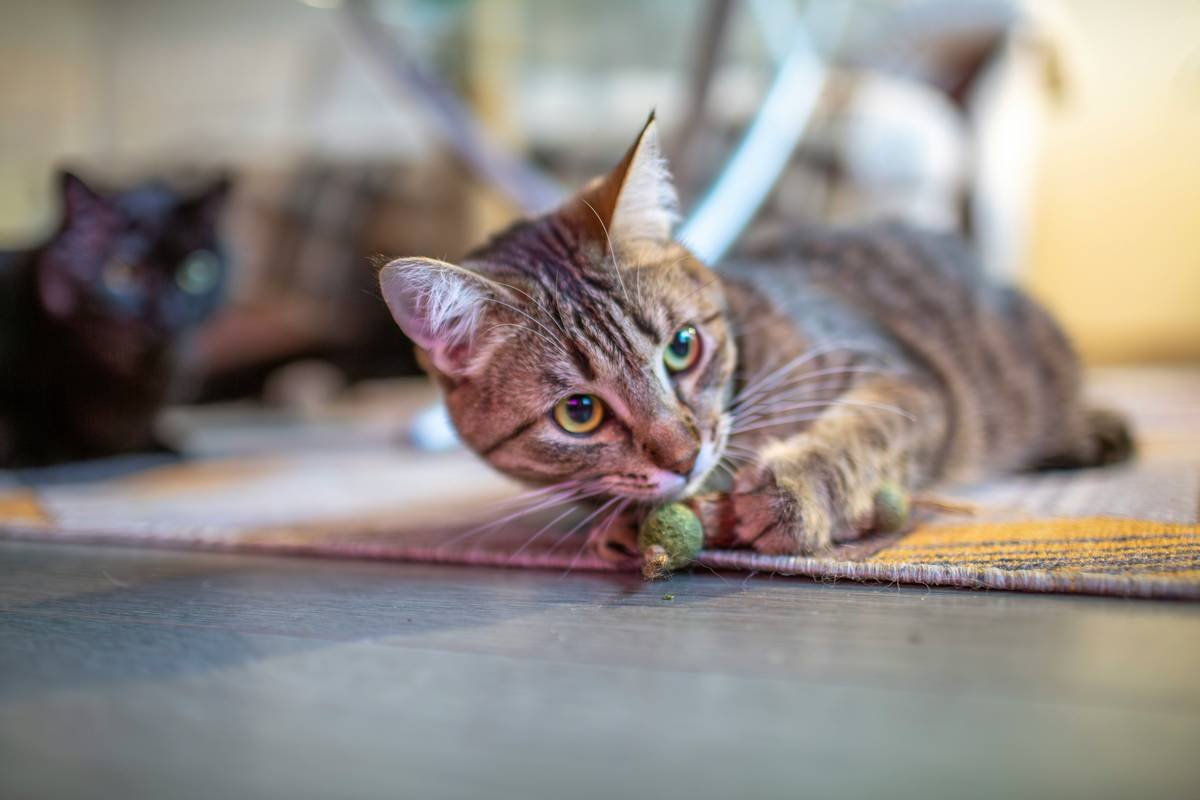 Toy Lock Mechanisms: Why Your Pet’s Puzzle Feeder Should Have a Manual Override (And How to Use It)