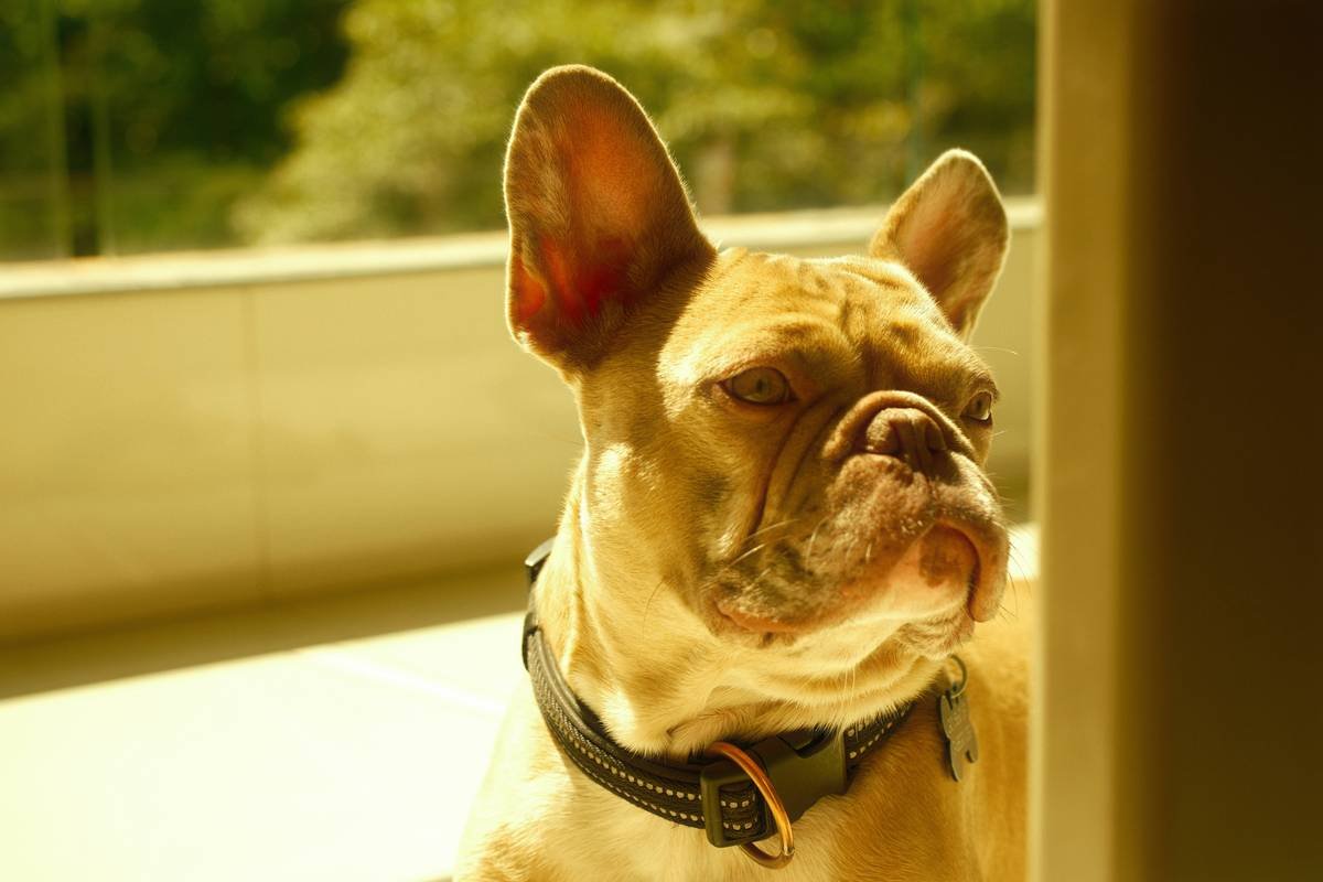 Why Your Pet’s Smart Collar Needs Lock Security Certifications (And How to Spot the Fakes)