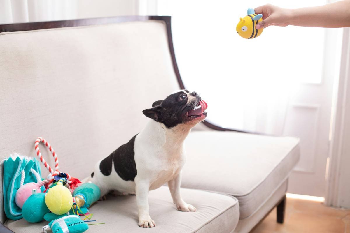 Why Your Pet’s Smart Toy Needs Remote Activation Features (And How to Use Them Right)