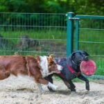 Why Your Pet’s Toy Needs a Manual Override: The Truth About Pet Safety Mechanisms