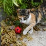 Why Your Pet Toy Compatibility Matters (And How to Get It Right Every Time)