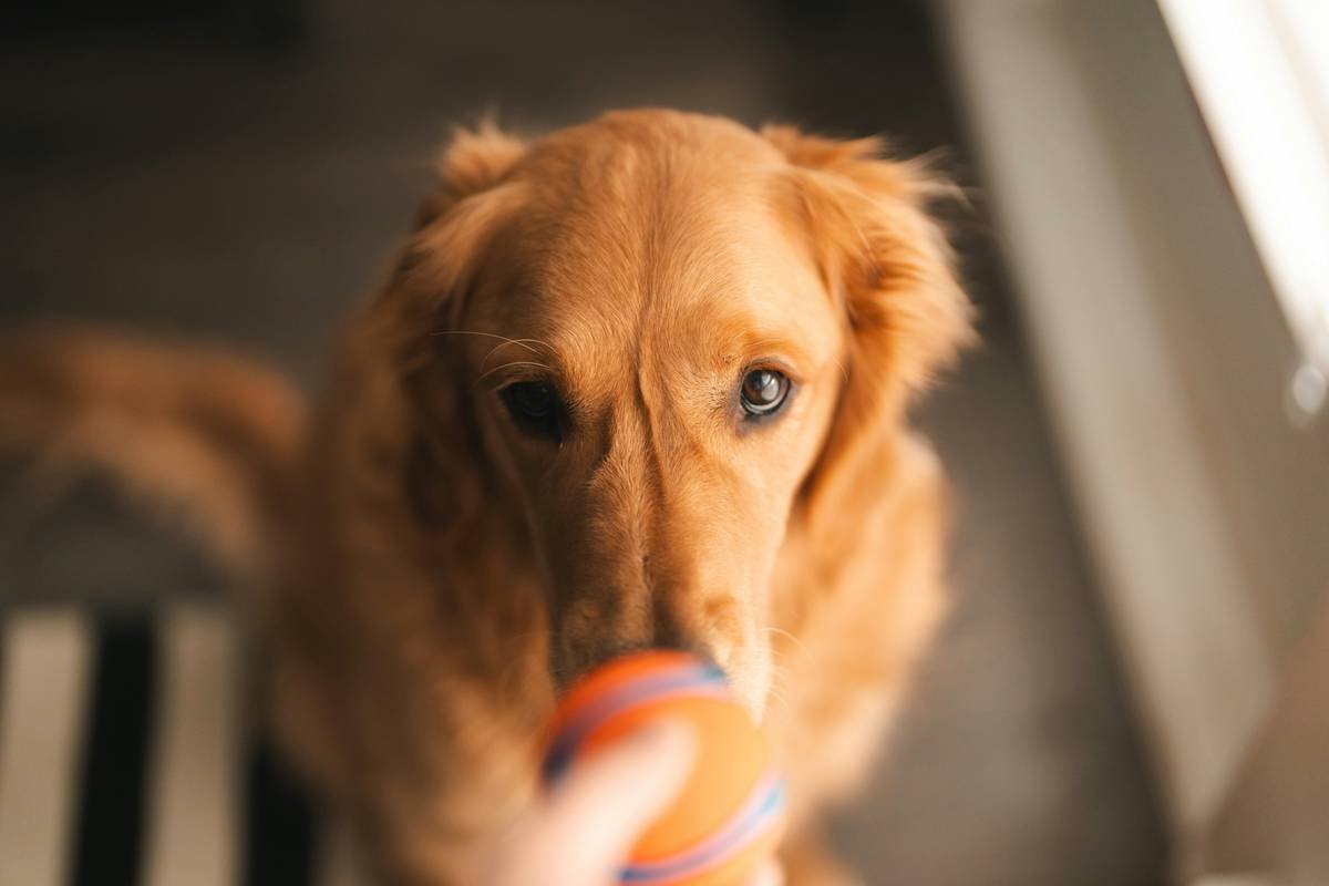 Bluetooth Pet Toys: Why Manual Override Isn’t Just a Backup—It’s Essential