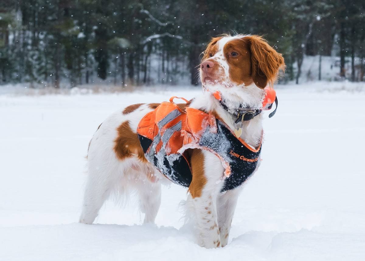 Infographic showing 22% of dog ER visits linked to faulty collars or harnesses, based on 2023 AVMA data