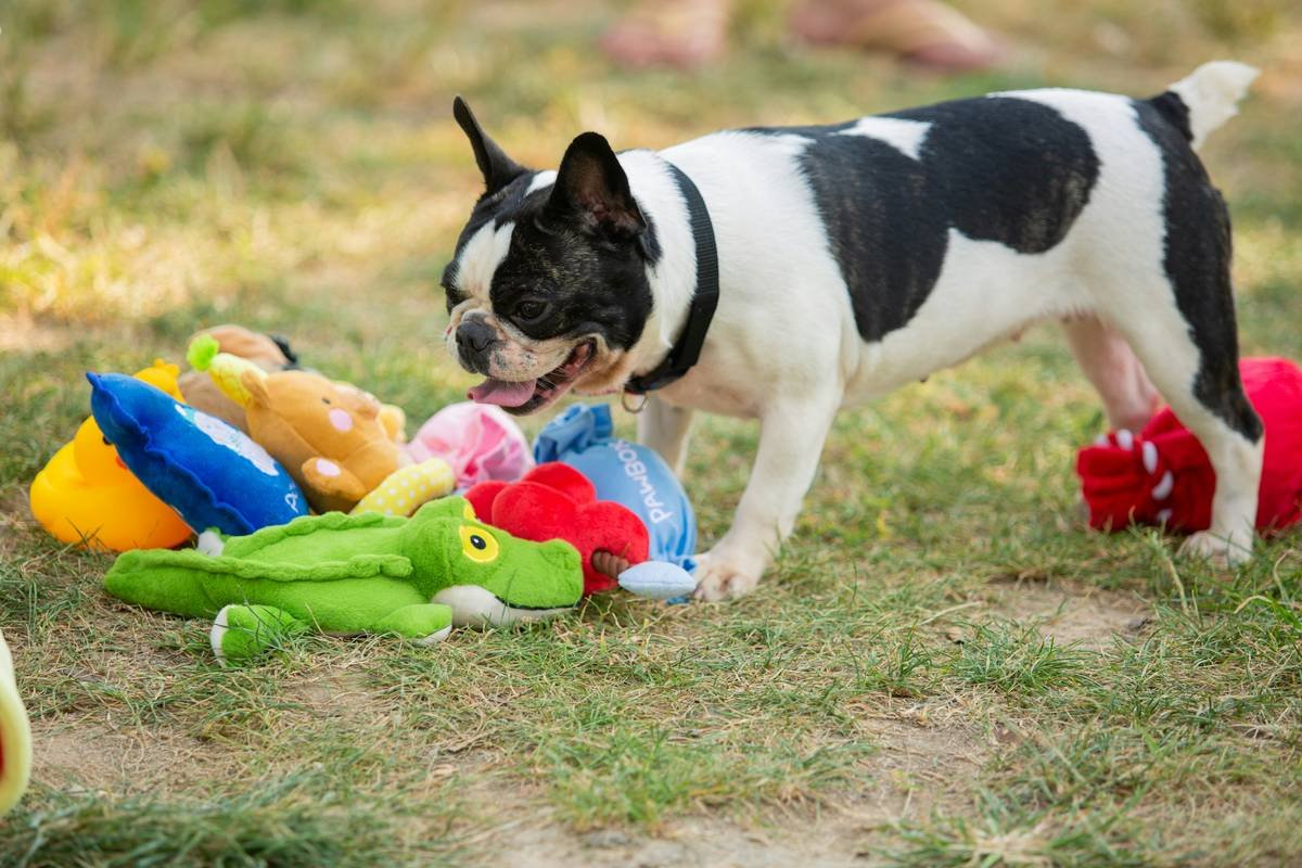 Infographic showing common hidden hazards in pet toys: sealed squeakers, glued decorations, frayed ropes, and brittle plastic shards.