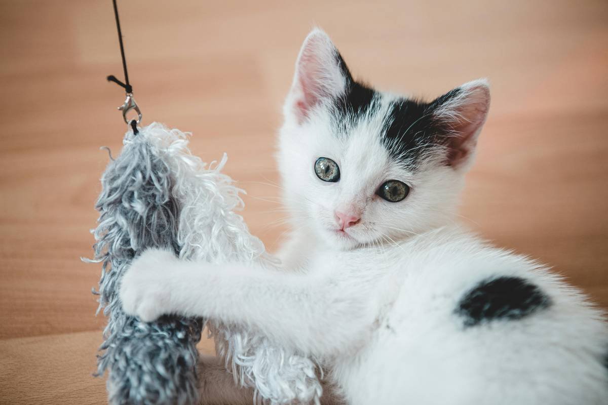 Infographic showing smart pet toy components: app (cloud-dependent), Bluetooth module, and manual override button—highlighting that only 3/10 popular models include true manual control