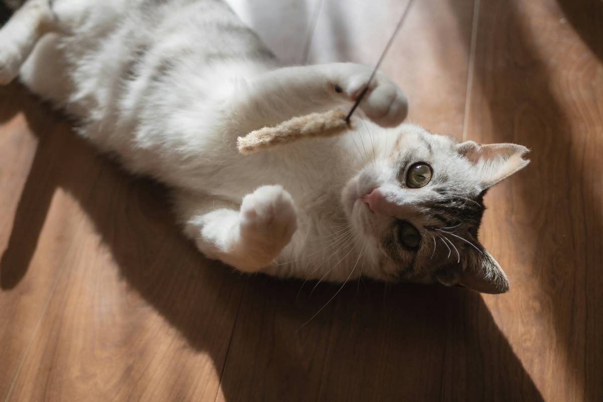 Infographic showing top 5 reasons pet toy remote pairing fails: Bluetooth interference, low battery, outdated firmware, physical obstructions, missing manual reset