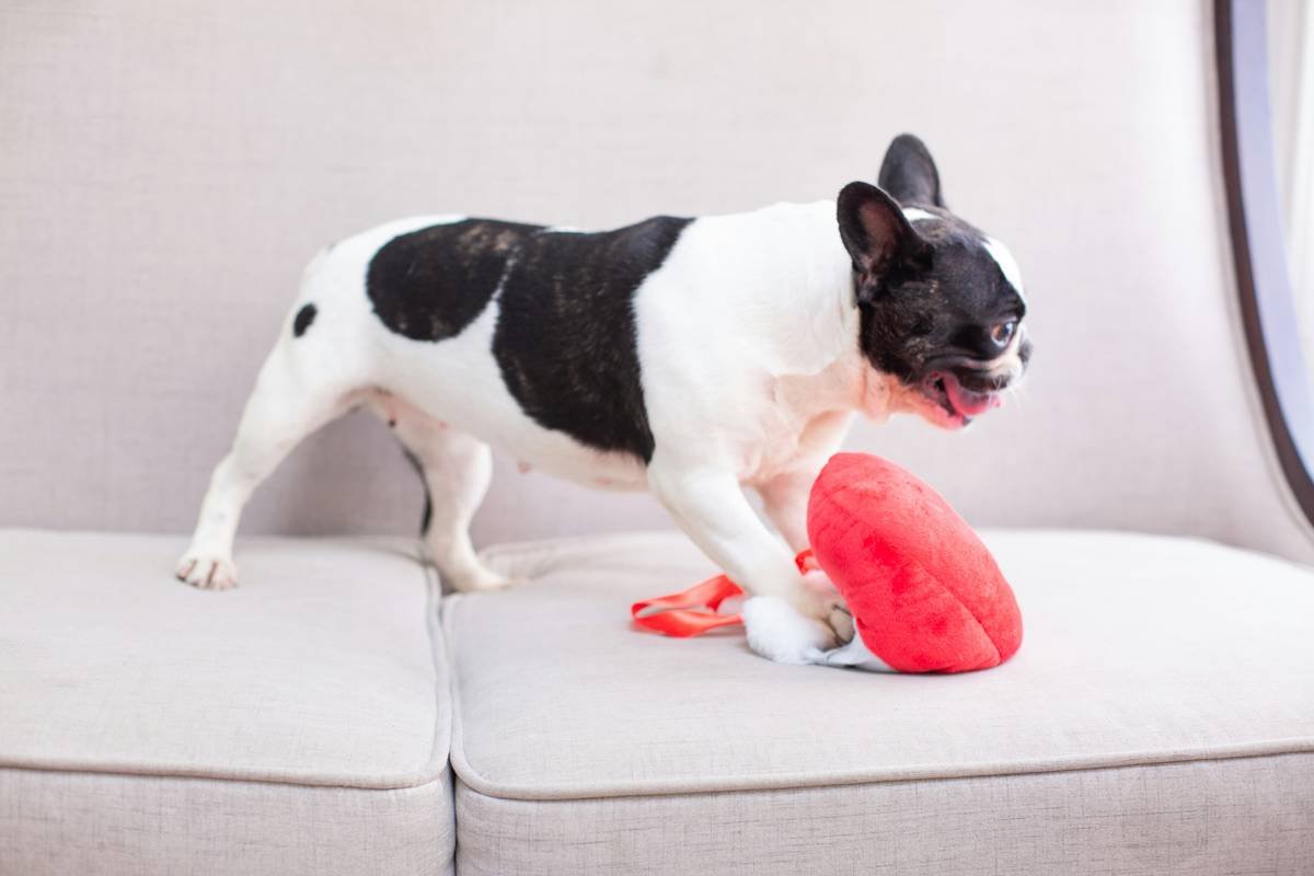 Safety Lock Overview: Why Manual Override on Pet Toys Could Save Your Furry Friend’s Life