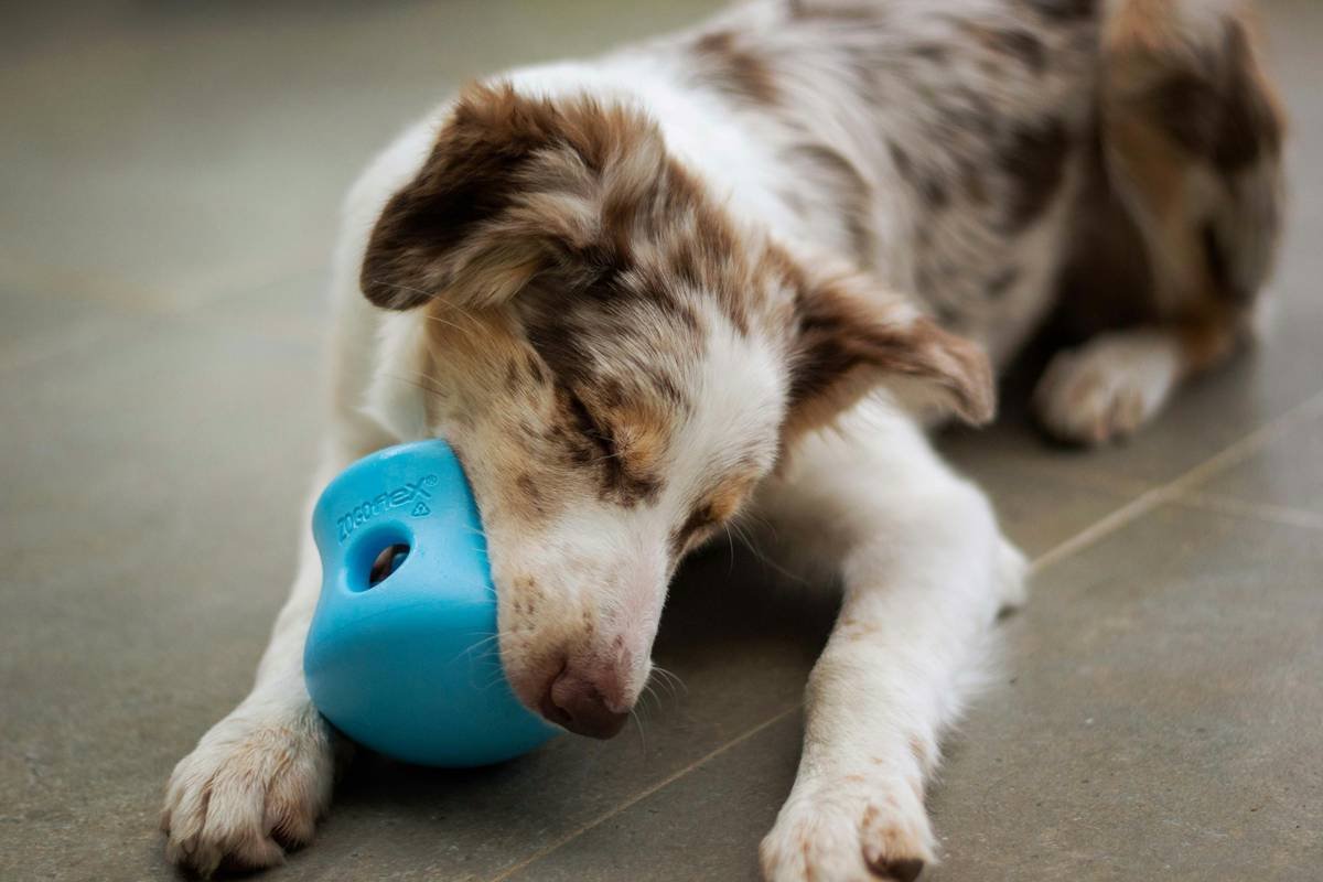 Why Your Dog’s Chew Toy Isn’t Enough: The Truth About Tamper Proof Pet Toys