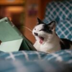 Why Your Pet App Integration Needs a Manual Override (And How to Set One Up Without Losing Your Mind)
