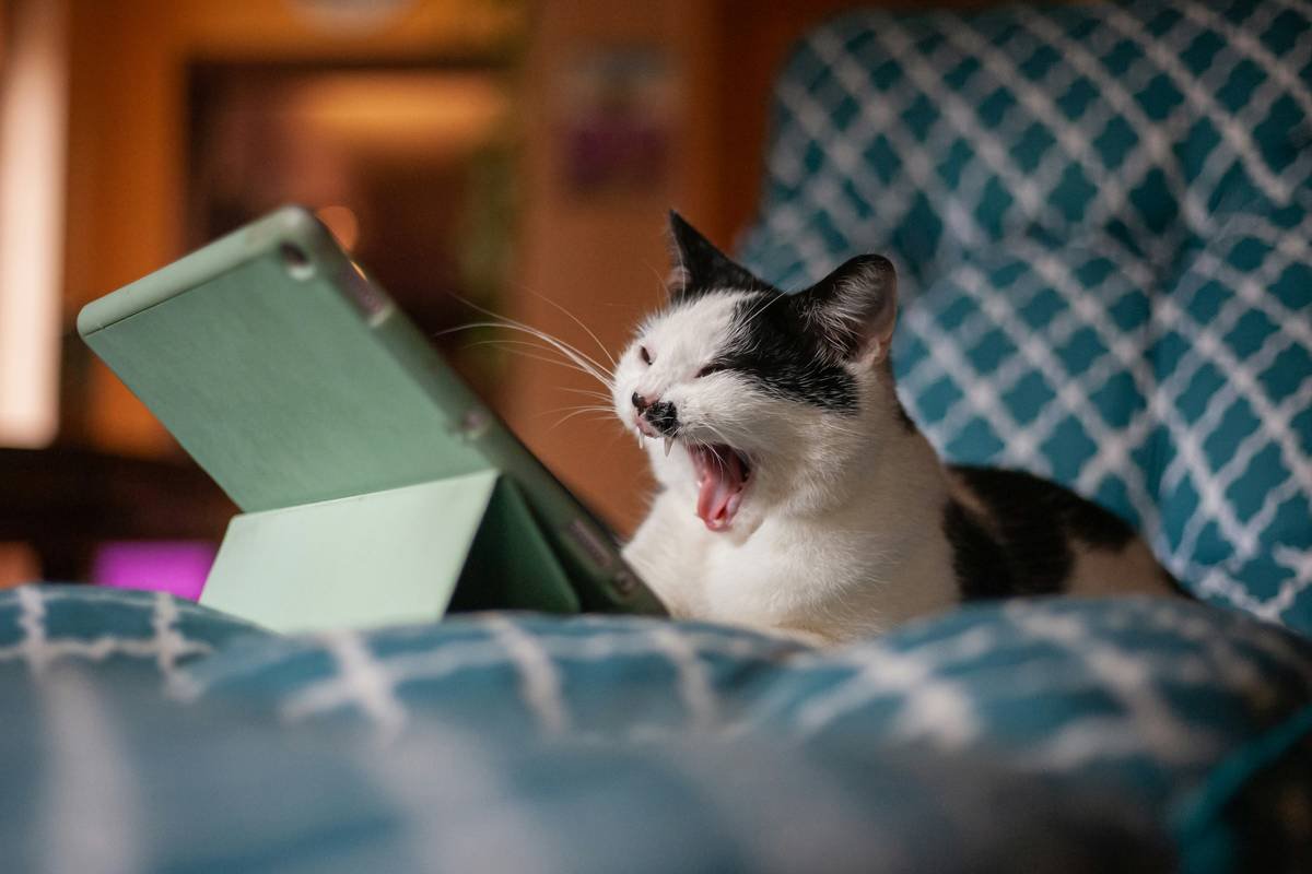 Why Your Pet App Integration Needs a Manual Override (And How to Set One Up Without Losing Your Mind)