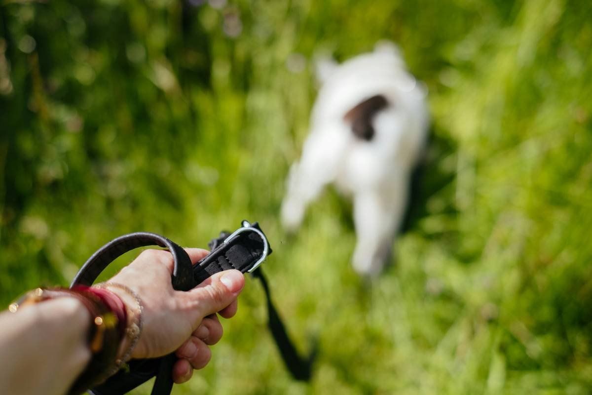 Why Your Pet Control Systems Need a Manual Override (And How to Choose the Right One)