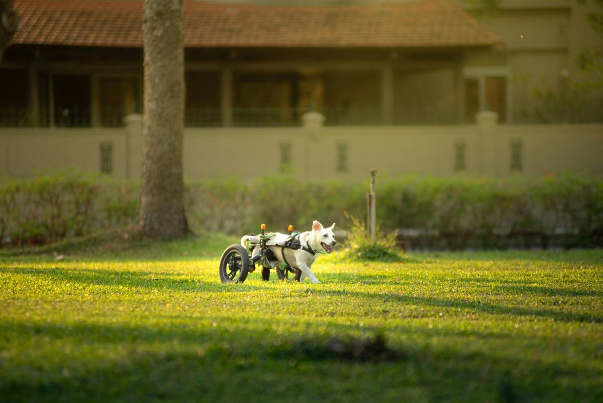 Why Your Pet Ecosystem Support Fails Without Manual Override (And How to Fix It)