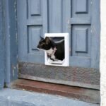 Why Your Pet Lock Installation Keeps Failing (And How to Fix It Right Now)