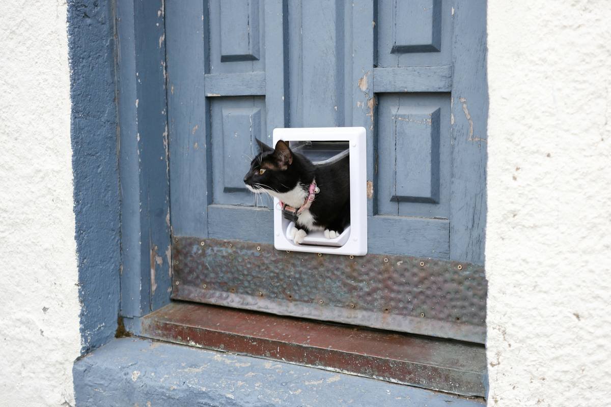 Why Your Pet Lock Installation Keeps Failing (And How to Fix It Right Now)