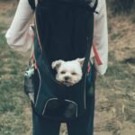 Why Your Pet’s Safety Depends on Secure Pet Accessories (And How to Choose the Right Ones)