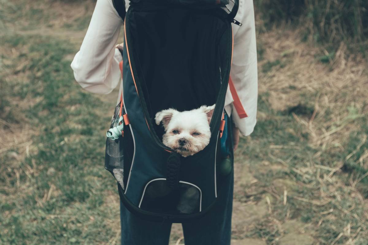 Why Your Pet’s Safety Depends on Secure Pet Accessories (And How to Choose the Right Ones)
