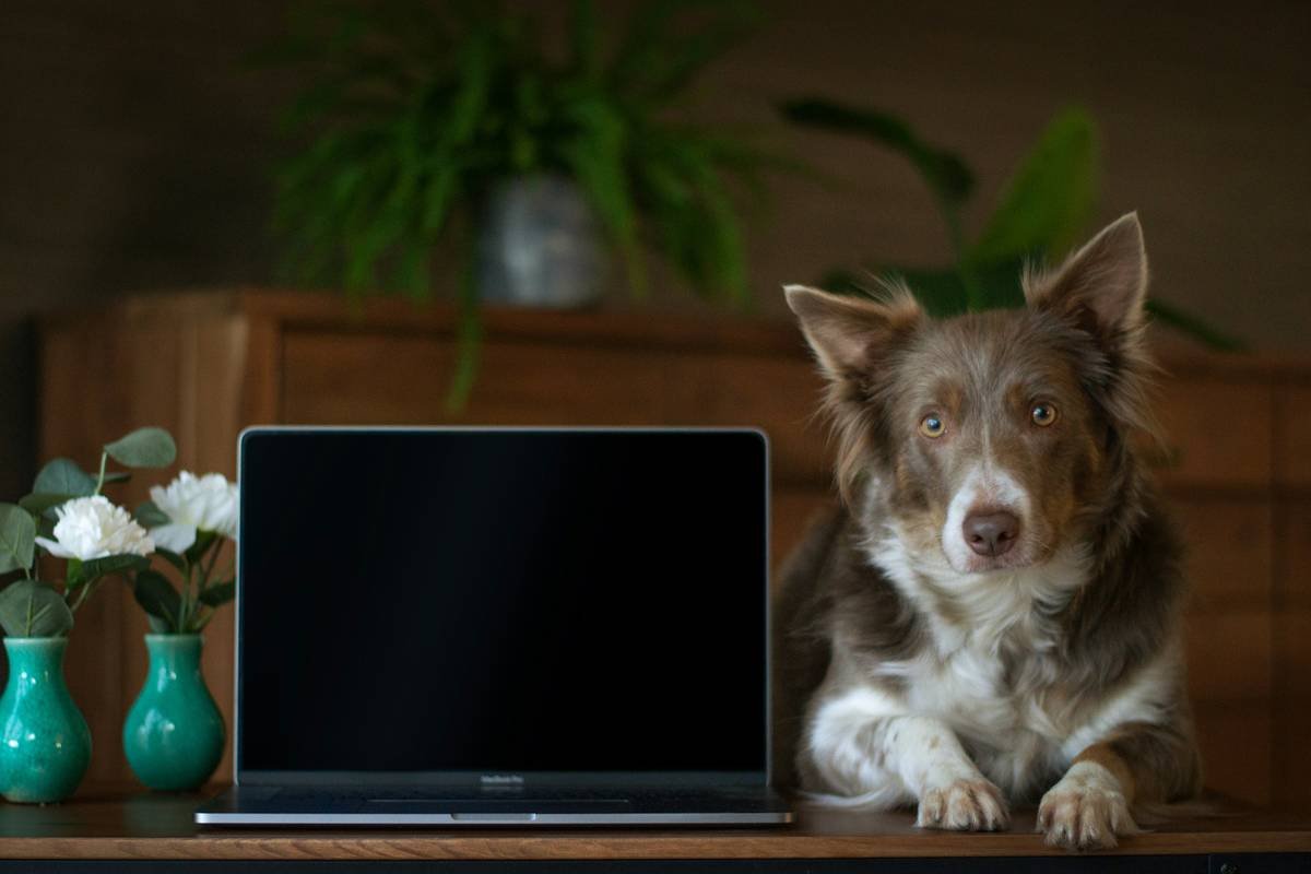 Why Your Pet’s Smart Collar Won’t Sync With That Fancy Feeder (And How to Fix Pet Accessory Compatibility)