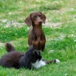 Why Your Pet’s Toy Isn’t Working for Everyone: The Truth About Multi Pet Compatibility