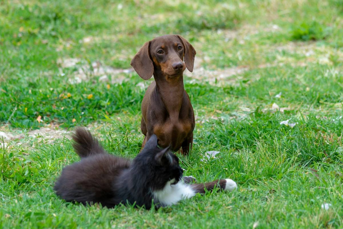 Why Your Pet’s Toy Isn’t Working for Everyone: The Truth About Multi Pet Compatibility