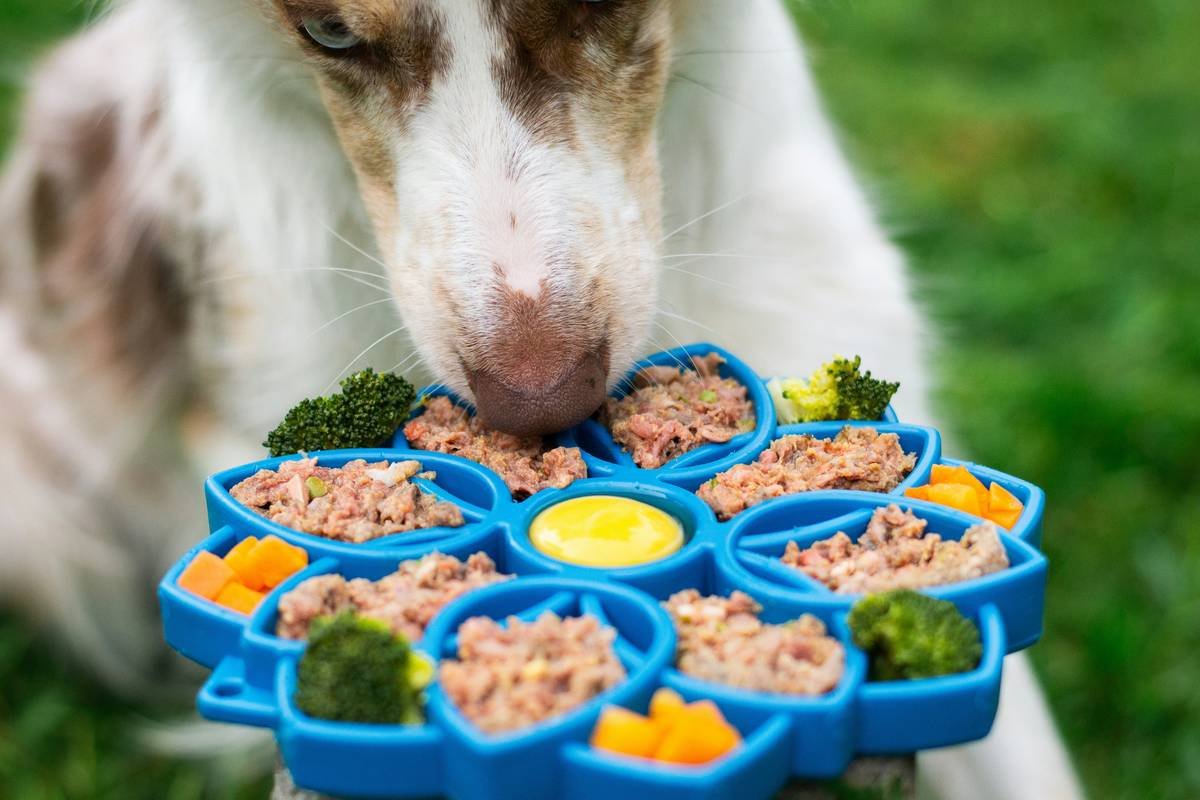 Why Your Pet Toy Controller Needs a Manual Override (And How to Use It Right)