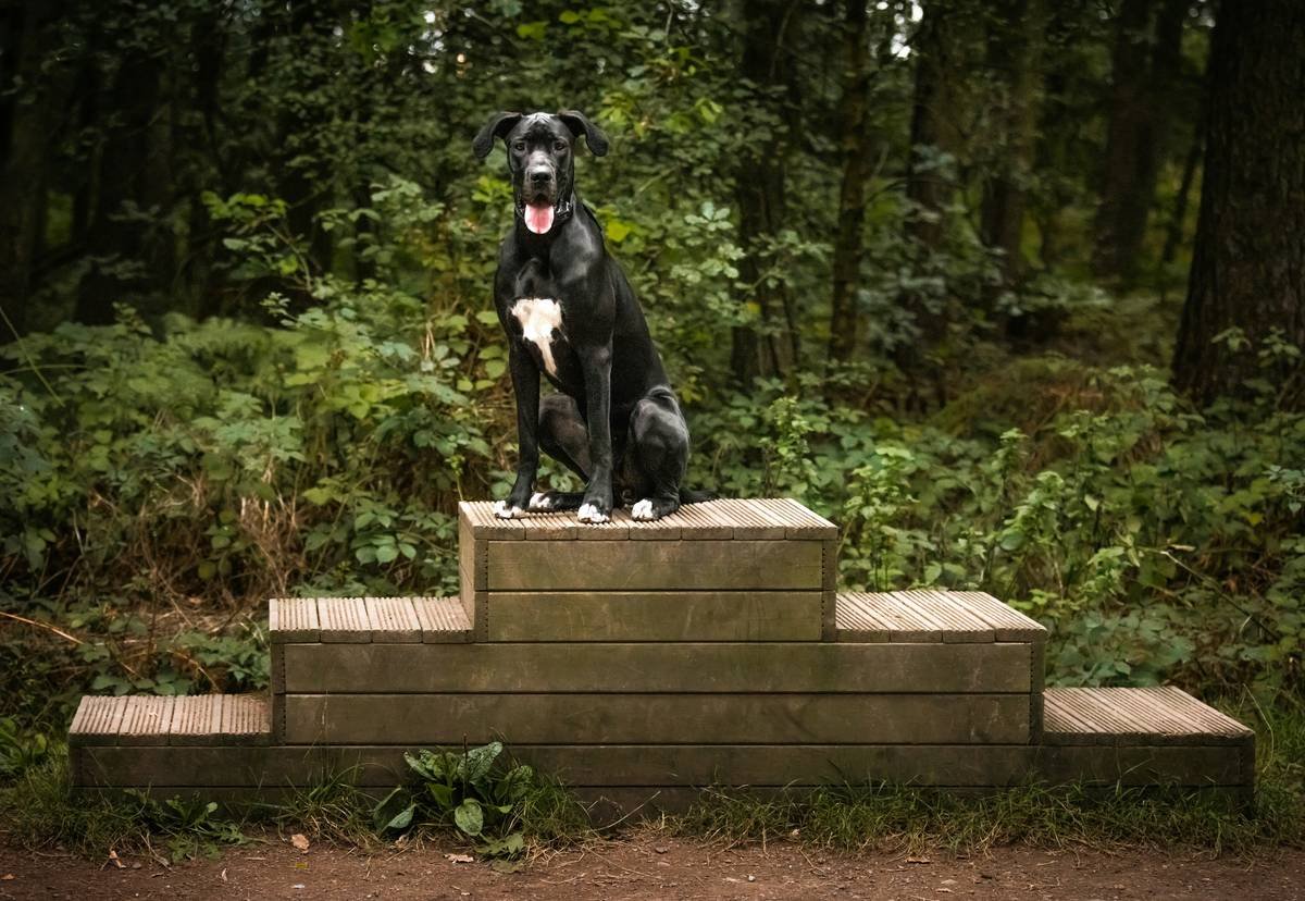 Why Your Pet Toy Platforms Need a Manual Override (And How to Choose the Right One)