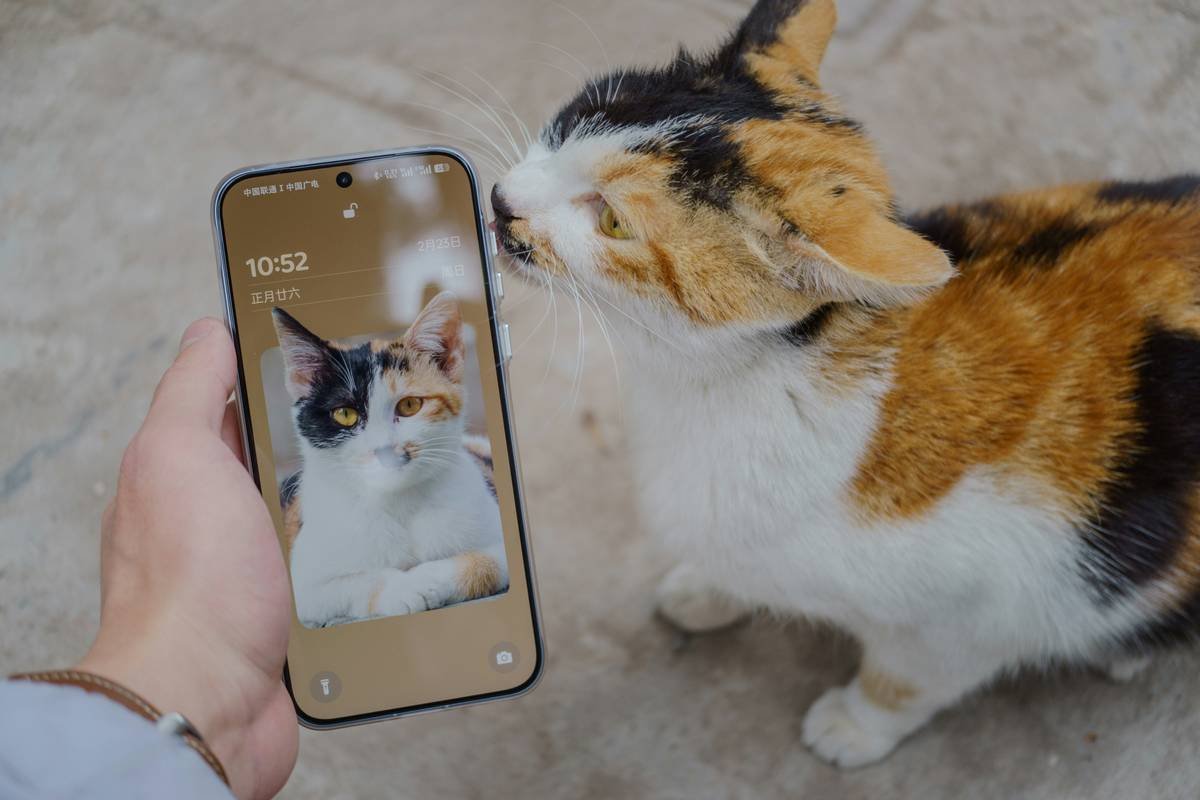 Why Your Pet Toy Remote App Keeps Failing—And How to Fix It with Manual Override