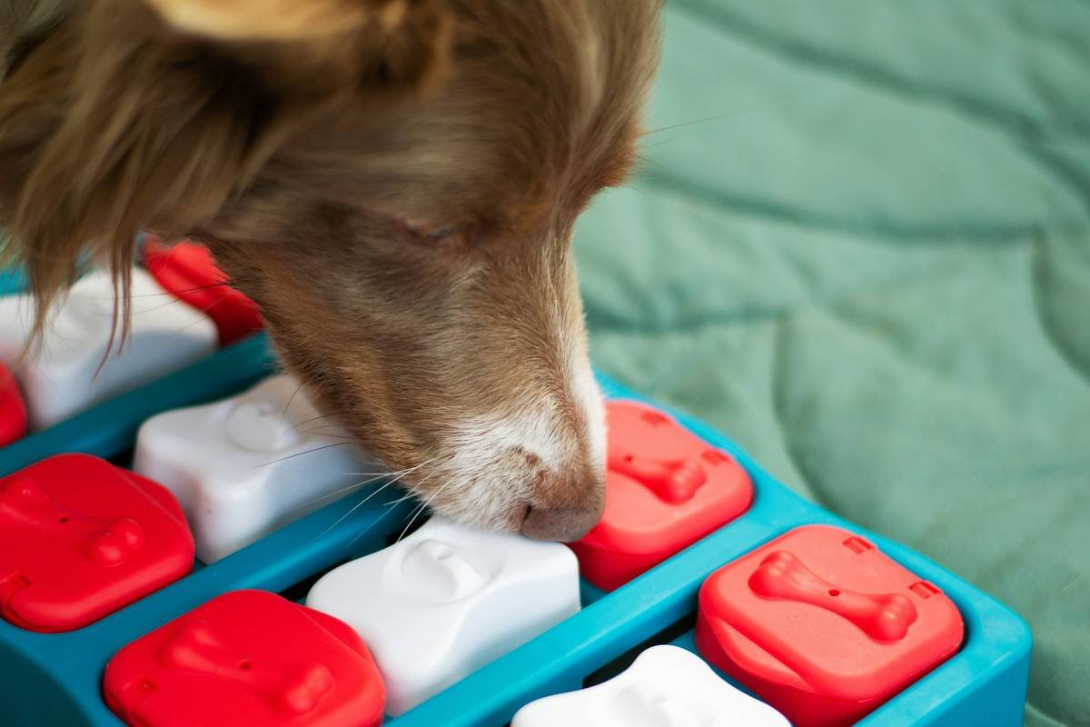 Why Your Pet Toy Remote Pairing Keeps Failing (And How to Fix It Fast)