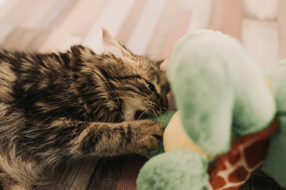 Why Your “Secure Pet Toys” Might Not Be Safe—And How Manual Override Fixes Everything