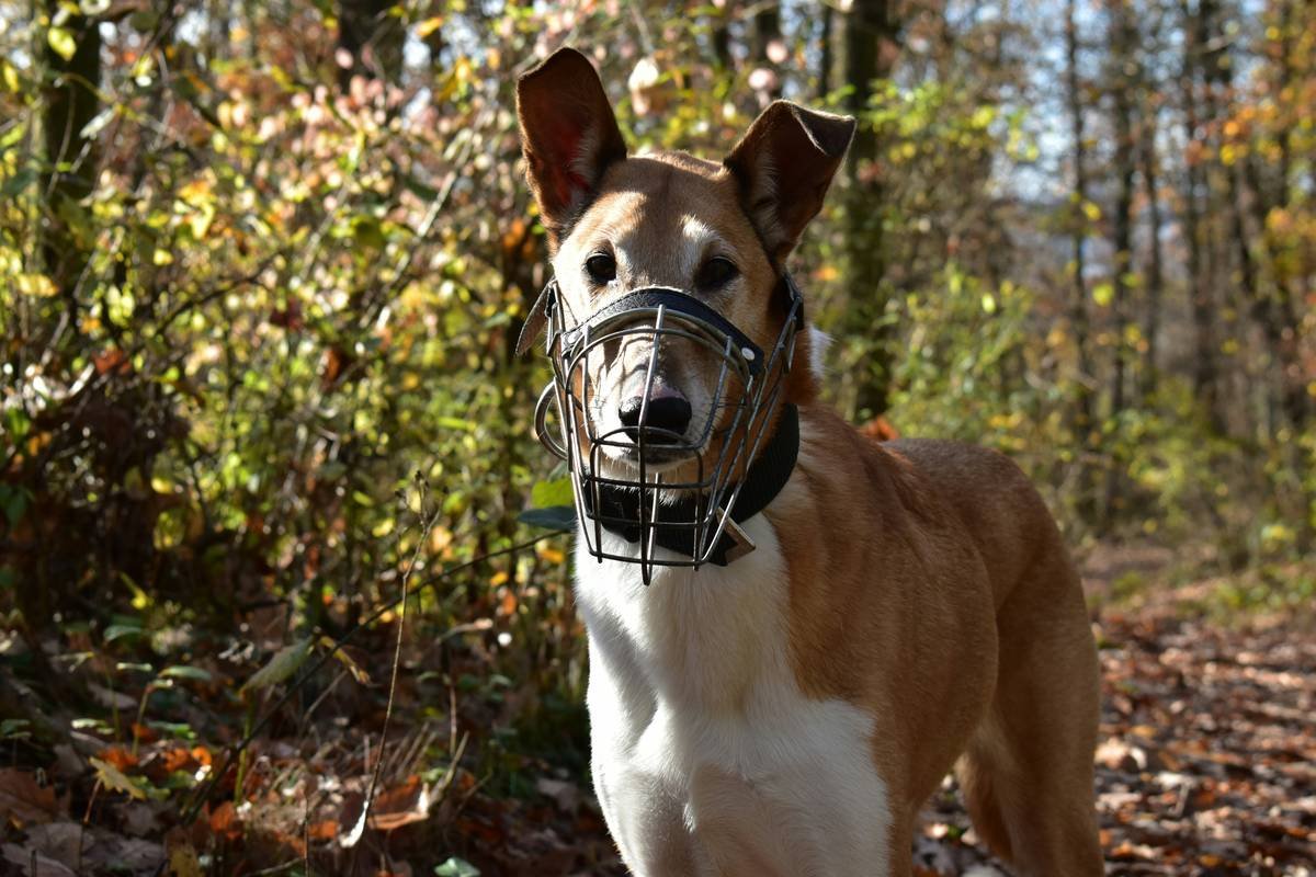A dog wearing a muzzle in a forest.