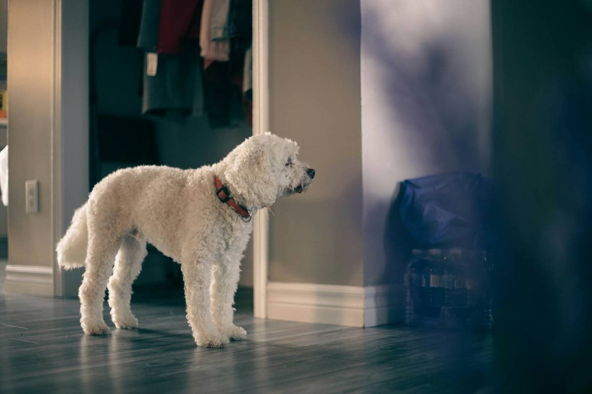 a small white dog standing on a hard wood floor