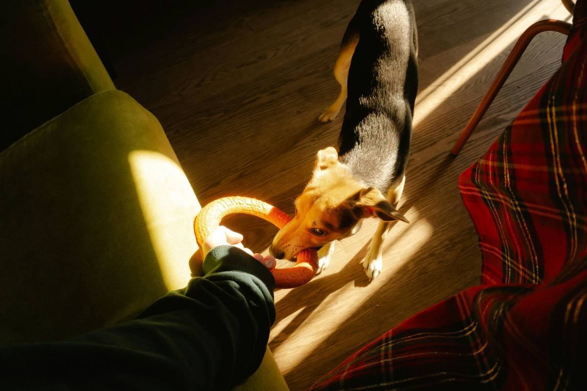 Bar chart showing 68% of pet owners experienced malfunctions with automated toys; 52% cited lack of manual override as primary frustration