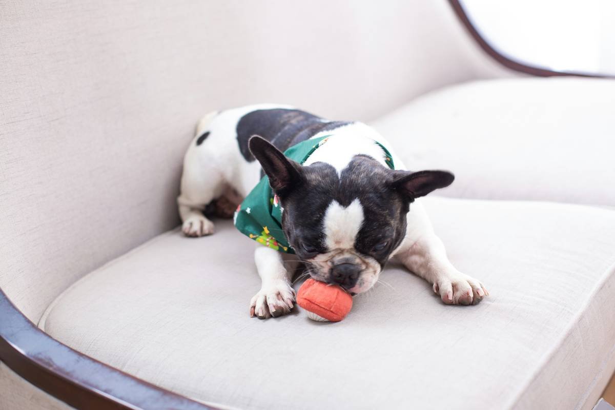 French bulldog playing with a toy on a couch.
