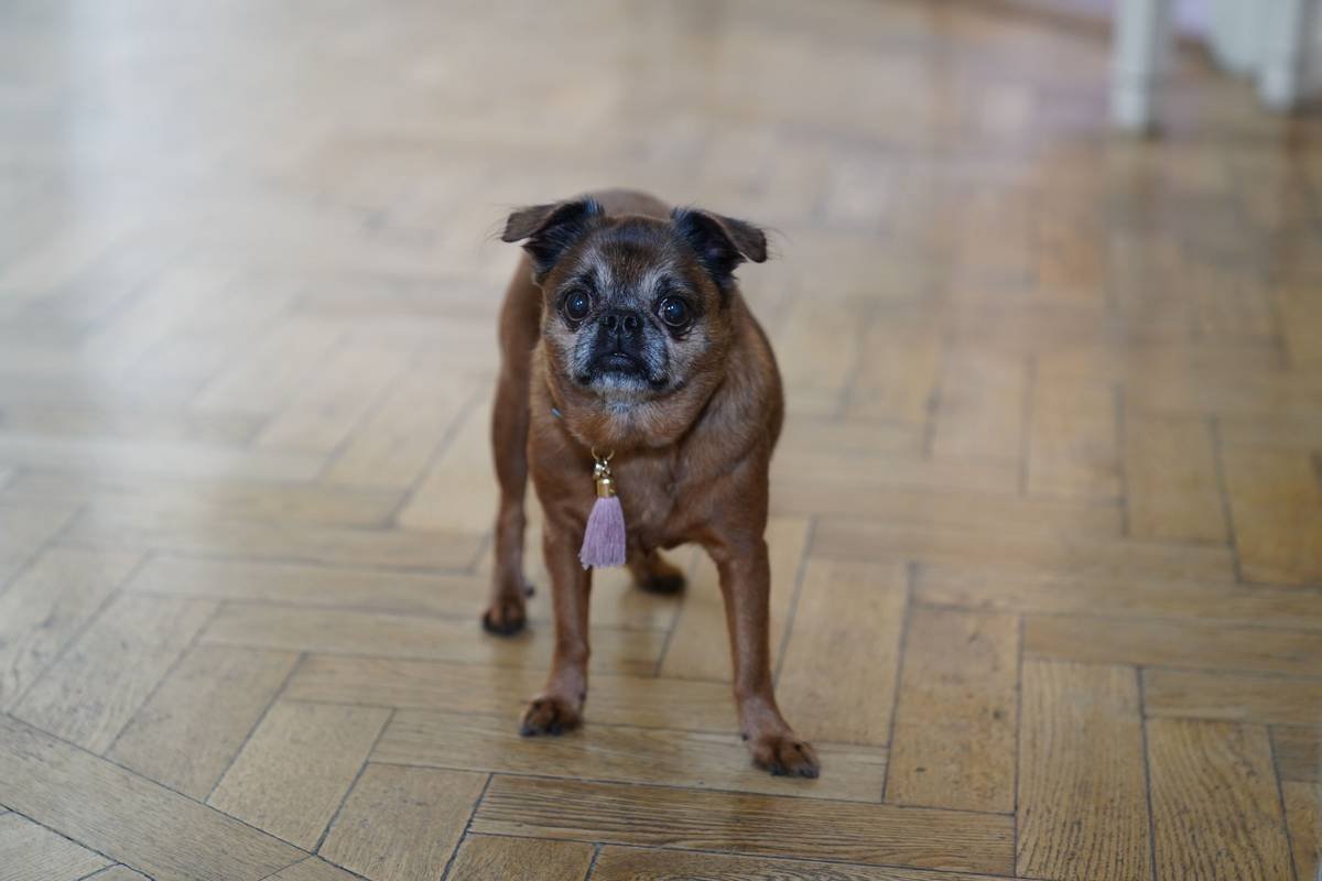 Infographic showing top 5 reasons pet toy syncing fails: 1) Disabled background app refresh 2) Router 5GHz vs 2.4GHz mismatch 3) Outdated firmware 4) Pet interference (knocking/chewing) 5) Low battery triggering safe mode