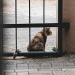 Pet Lock Comparison: Which Manual Override Keeps Your Furry Escape Artist Safe?