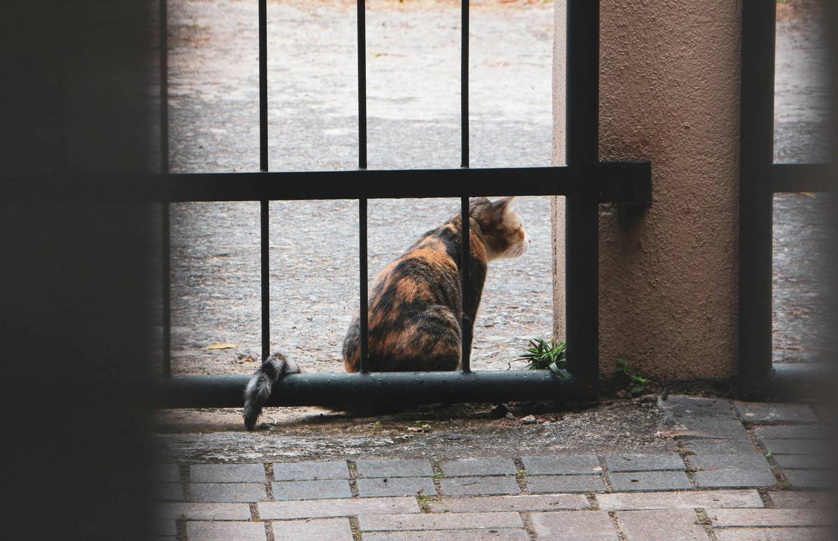 Pet Lock Comparison: Which Manual Override Keeps Your Furry Escape Artist Safe?