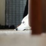 Pet Lock Maintenance: Why Your Pet’s Safety Hinges on This Overlooked Task